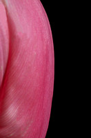 Side of a Tulip