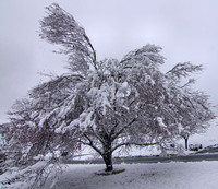 Plum Tree In Winter