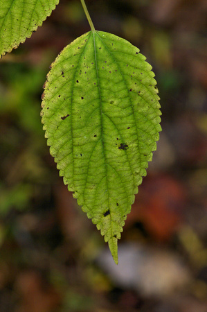 A Leaf in Fall