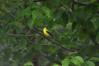 Male Goldfinch in Tree
