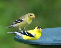 Male and Female Goldfinches