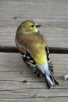 Late Fall Goldfinch