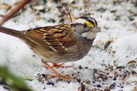 White-Throated Sparrows