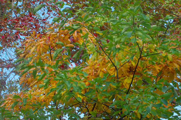 Early Fall Leaves