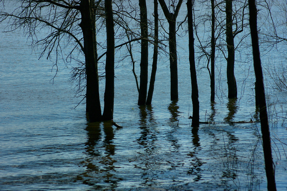 Trees in Water