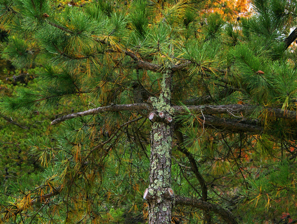 Fall Pine