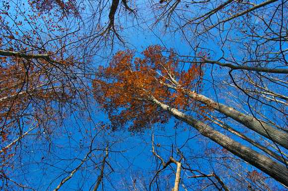 Late Fall Trees