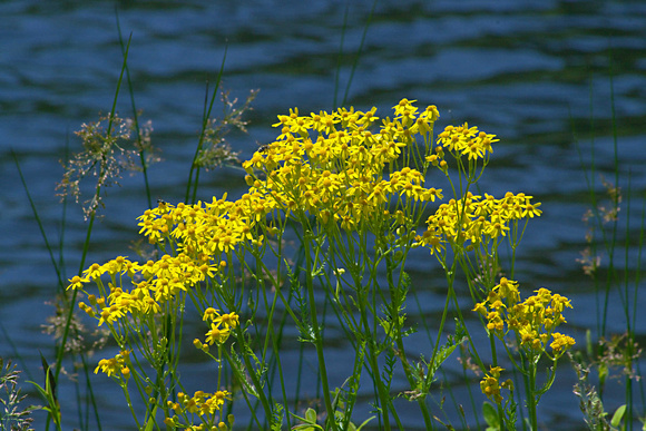 Flowers By The Lake