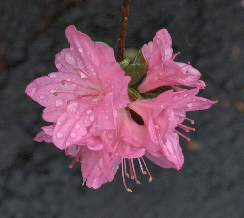 Azaleas In the Rain