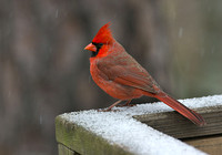 Cardinal On The Rail