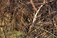 White Thoated Sparrow in Thicket