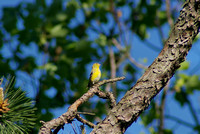 Goldfinch in Tree